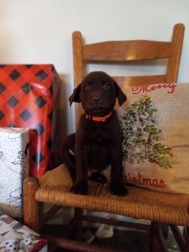 Chocolate & Yellow Lab Puppies