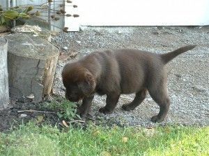 Labrador Retriever Puppies for sale in 100 Centre St, New York, NY 10013, USA. price: $300