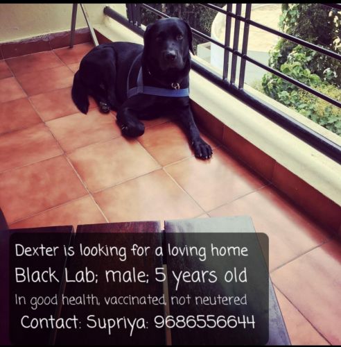 Lab for adoption