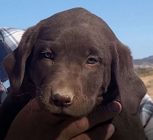 AKC Labrador (English)