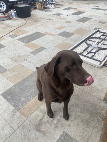 Chocolate Lab