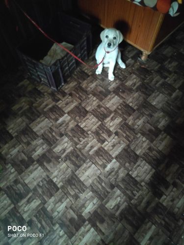 Labrador Retriever Puppies for sale in Jai Vihar Najafgarh Rd, Bapraula Extension, Baprola, Delhi, 110043, India. price: 12,000 INR