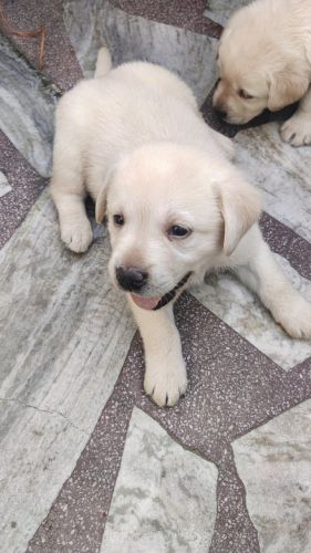 Labrador Male Puppy