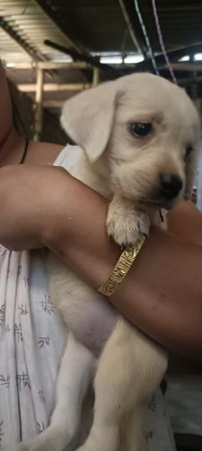 Labrador puppy for sale,call ***