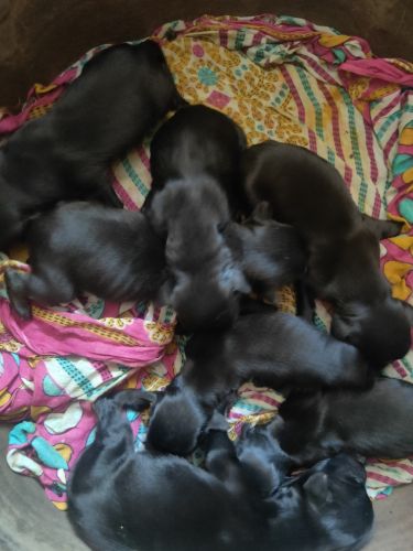 Lab puppies