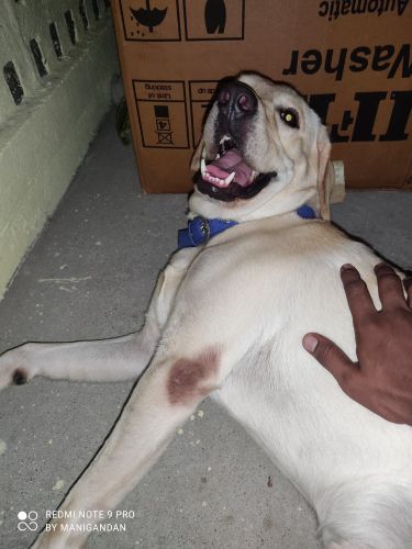 Labrador Retriever Puppies for sale in Thoraipakkam, Tamil Nadu, India. price: 15,000 INR
