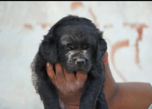 Labrador retriever puppy for sell