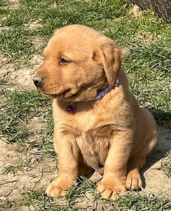 Labrador Retriever Puppies for sale in Detroit, MI, USA. price: NA