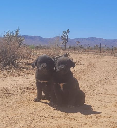 Labrador Retriever Puppies for sale in Las Vegas, NV, USA. price: NA