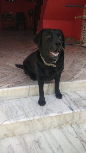 Labrador female 4 yrs old for sale