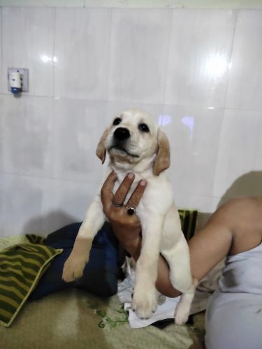 Labrador pups 2month old female