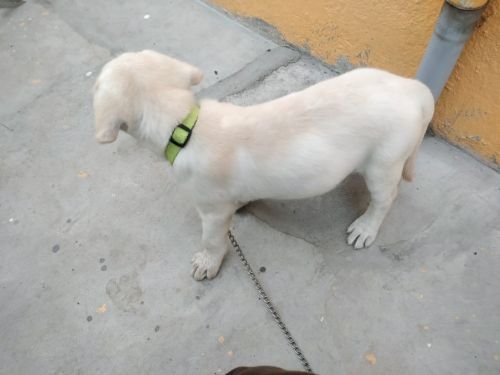 Labrador Retriever Puppies for sale in Kanchipuram Railway Station Rd, Tamil Nadu 631502, India. price: 11,000 INR