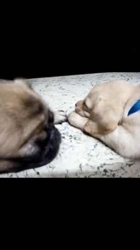 Labrador Retriever Puppies for sale in Madurai, Tamil Nadu, India. price: 9,000 INR