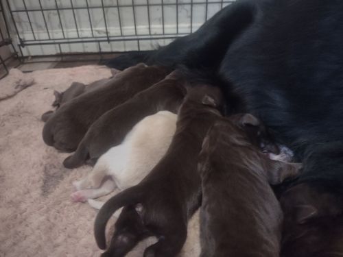 Labrador Retriever Puppies for sale in Titusville, PA 16354, USA. price: $600