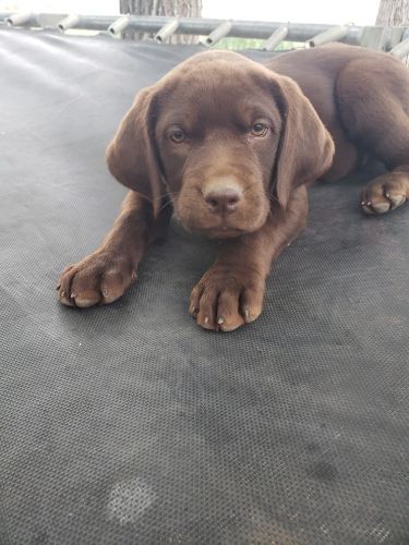 Adorable AKC Labs. Chocolate and yellow