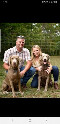 Labrador Retriever Puppies for sale in 19903 E 1100th Ave, Dieterich, IL 62424, USA. price: $800