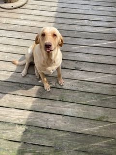 Labrador Retriever Puppies for sale in Jackson, TN, USA. price: NA