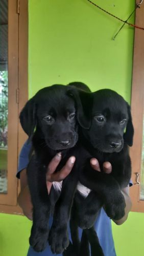 Labrador puppies