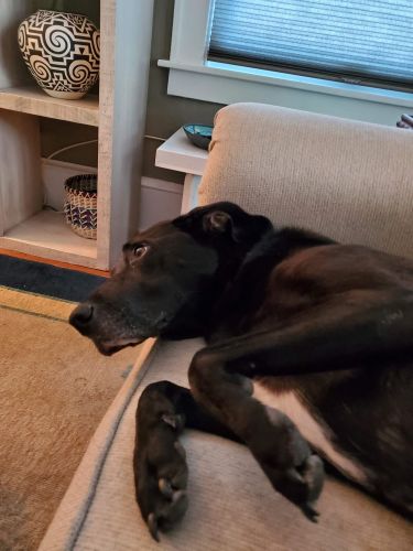 Sweet Agnes (dog) needs a forever home.