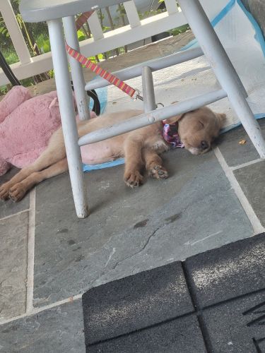 9 week old Labradoodle Female Puppy