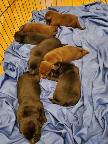 AKC Labrador Retriever puppies