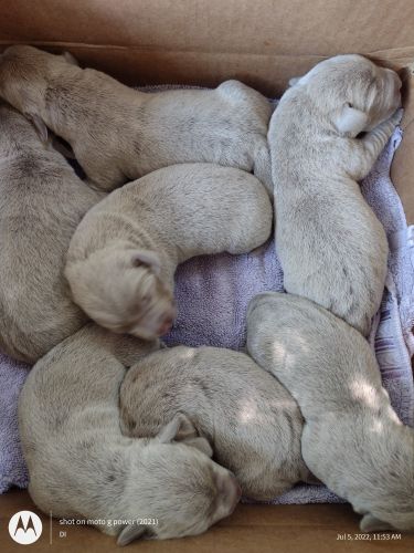 Labrador Retriever Puppies for sale in Annapolis, MO 63620, USA. price: $700
