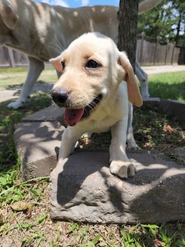 Labrador Retriever Puppies for sale in Cleveland, TX, USA. price: $400