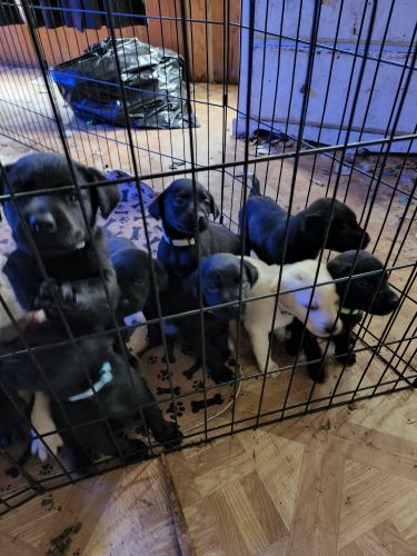 Labrador Retriever Puppies for sale in 6403 197th St E, Spanaway, WA 98387, USA. price: $500