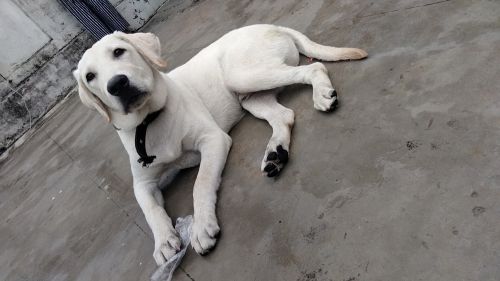 Labrador Retriever Puppies for sale in Lucknow, Uttar Pradesh, India. price: 14,500 INR