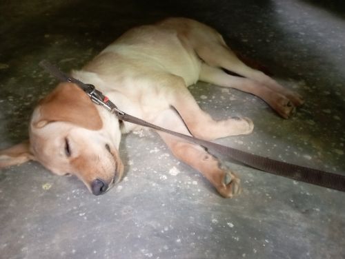 Dog sell karna chahte hai mere pass time nahi hai family problem hhai