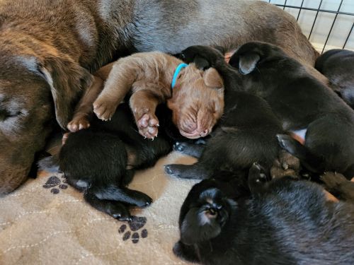 Labrador Retriever Puppies for sale in Waddell, AZ 85355, USA. price: $1,200