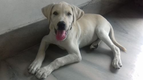 Labrador retriver