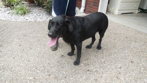 Labrador Retriever DOGS (2)