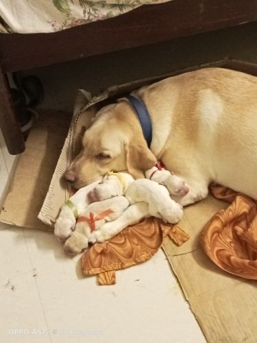 Labrador Retriever Puppies for sale in Porur, Chennai, Tamil Nadu, India. price: 13,000 INR