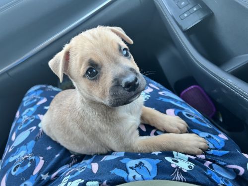 Labrador Retriever Puppies for sale in 27 W Bethany Home Rd, Phoenix, AZ 85012, USA. price: $180