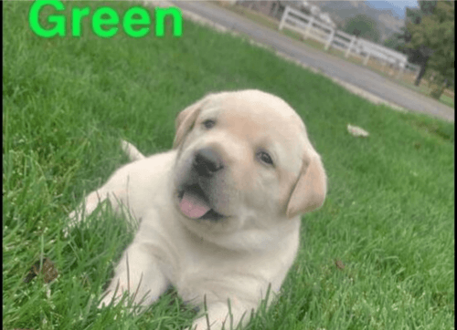 4 White Lab puppies AKC