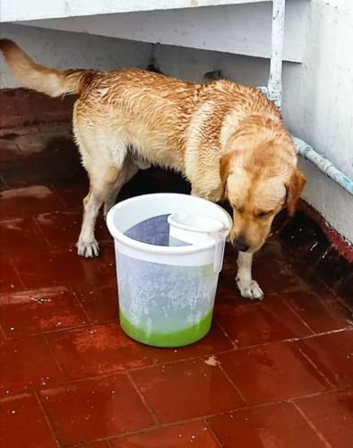 Labrador Retriever Puppies for sale in Porur, Chennai, Tamil Nadu, India. price: NA