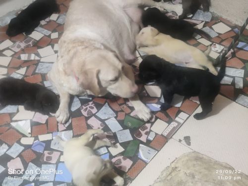 Labrador puppies for sale