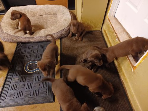 Labrador Retriever Puppies for sale in Greenwood, IN, USA. price: $500