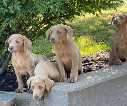 Labrador Retriever Puppies for sale in Leasburg, MO 65535, USA. price: $400