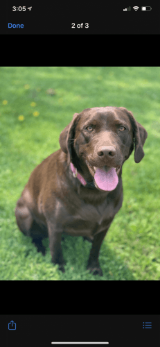 Labrador Retriever Puppies for sale in Menominee, MI 49858, USA. price: $950