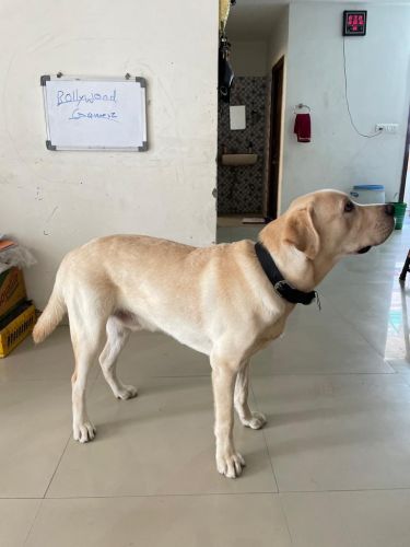 Labrador Retriever Puppies for sale in Chandkheda, Ahmedabad, Gujarat, India. price: NA