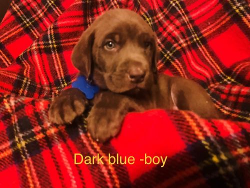 Labrador Retriever Puppies for sale in Lewiston, ID 83501, USA. price: $1,100