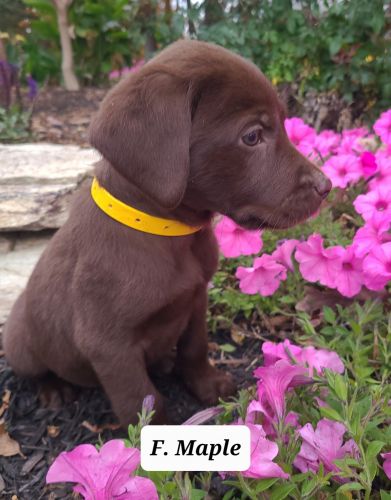 Maple Labrador Retriever