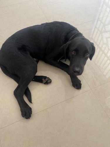 Labrador Retriever Puppies for sale in Ahmedabad, Gujarat, India. price: 5000 INR