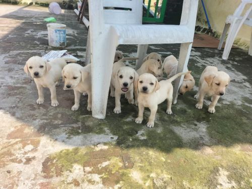 Lab puppies for sale