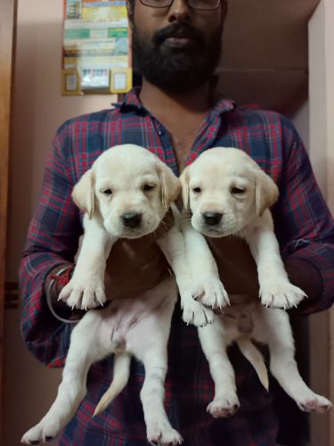 Labrador Retriever Puppies for sale in Villivakkam, Chennai, Tamil Nadu, India. price: 6,000 INR