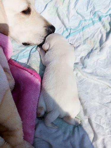 Original breed Labrador puppies