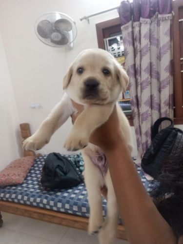 30 days healthy Labrador puppies for sale,