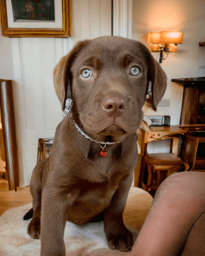 Labrador Retriever Puppies for sale in Pennsylvania Station, 4 Pennsylvania Plaza, New York, NY 10001, USA. price: $2,900